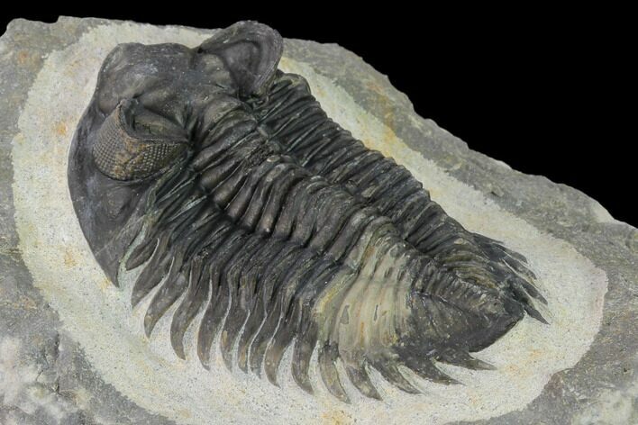 Coltraneia Trilobite Fossil - Huge Faceted Eyes #154333